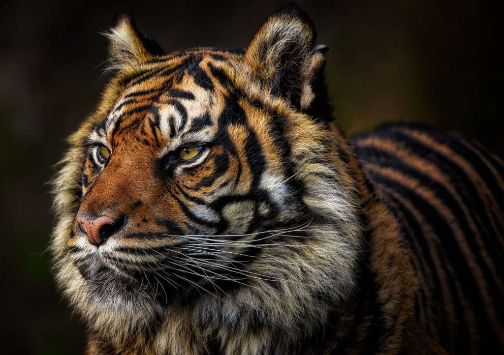 tiger, feline, wild cat-8214815.jpg